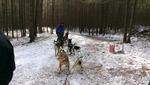 DogTeam.jpg travel and technology
