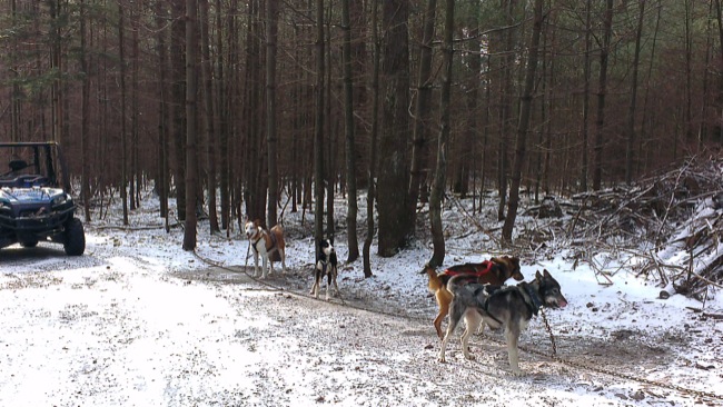 Sledding dogs Pocono Mountains