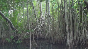 Jamaica: Hunting for Crocodiles on the Black River Safari