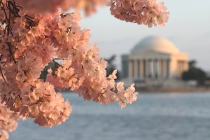 National Cherry Blossom Festival in D.C.