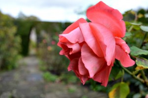 Rose From Thornbury Castle