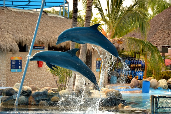 Puerto Vallarta Dolphin Experience