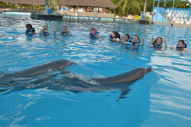 Puerto Vallarta Dolphin Experience