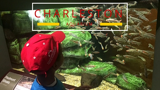 Things to do in Charleston Aquarium