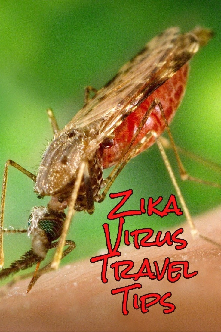 zika virus mosquito 