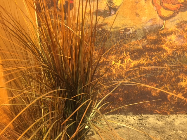 Grass in Harriet Tubman's Birthplace