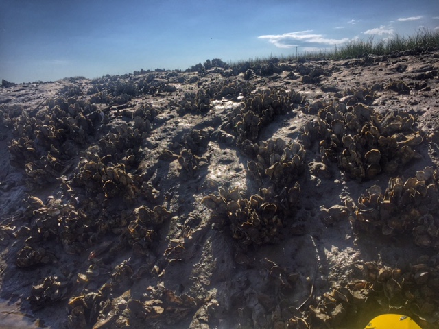 Oyster Bays in Charleston SC