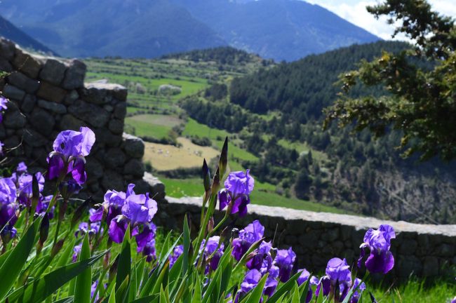 flowers peralada