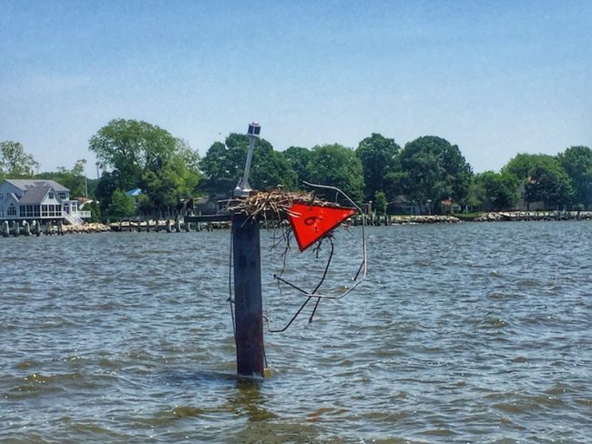 Osprey Nest Eastern Shore